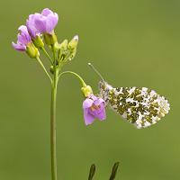 Orange Tip 6 